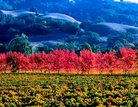 Early autumn colours on Merlot vines of   Alexander Valley Vineyards Healdsburg    Sonoma Co California  Alexander Valley AVA