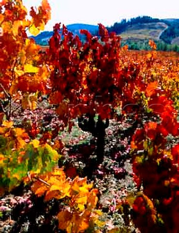 Vibrant autumn colours on old Carignan vines of   Schoolhouse Vineyards Healdsburg   Sonoma Co California  Dry Creek Valley AVA