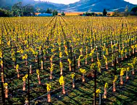 Young vineyard in Knights Valley   Sonoma Co California  Knights Valley AVA