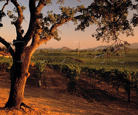 Vineyard of Mumm next to ZD winery  Rutherford Napa Co California
