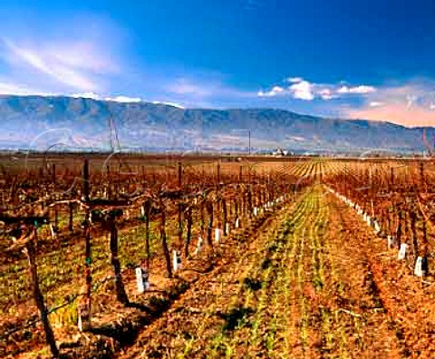 Winter in vineyard at Soledad Monterey Co   California     Monterey AVA