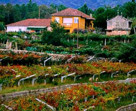 Hightrained vines near Monao Minho Portugal  Vinho Verde