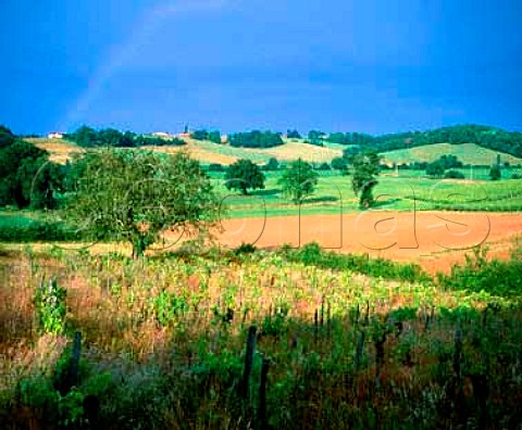 Derelict vineyard near Aignan Gers France  Ctes de StMont