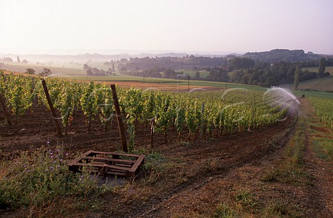 Vineyard of Chteau dAydie Madiran PyrnesAtlantiques France