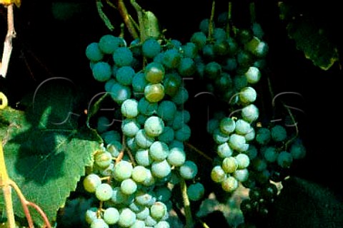 Cayuga grapes