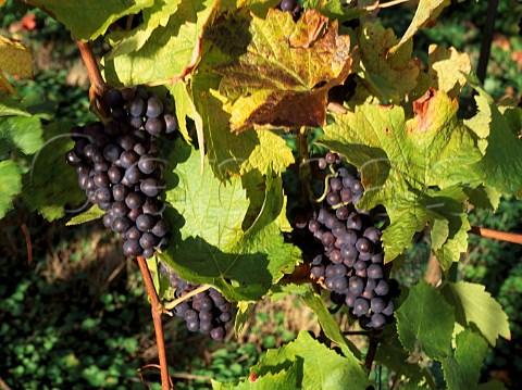 Triomphe dAlsace grapes  Three Choirs Vineyards Newent Gloucestershire   England