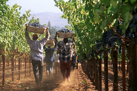 Grape harvest in Staglin Family Vineyards Napa Valley California