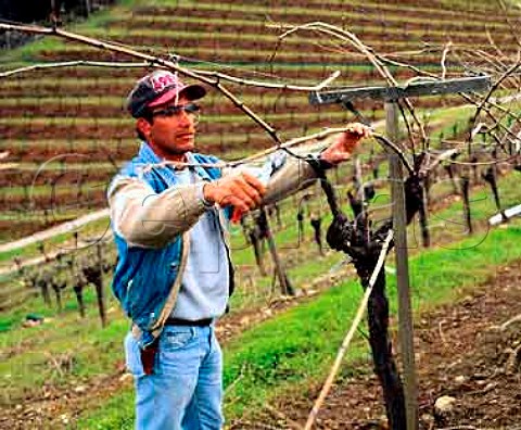 Pruning vines in winter  Diamond Mountain Vineyard   Calistoga Napa Co California