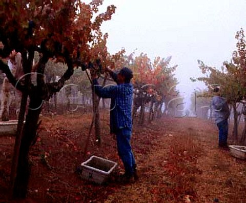 Harvesting Cabernet Sauvignon grapes of  Peterson Ranch Vineyard Calistoga   Napa Co California