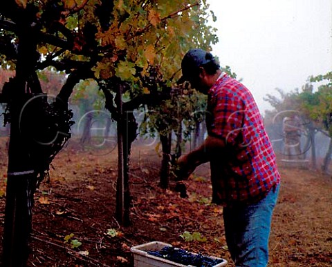 Harvesting Cabernet Sauvignon grapes of  Peterson Ranch Vineyard Calistoga   Napa Valley California