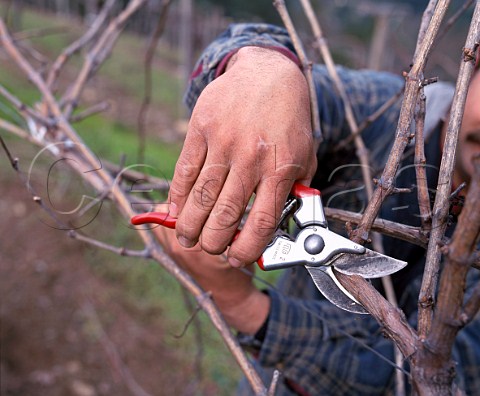 Winter pruning of vines  Napa Valley California