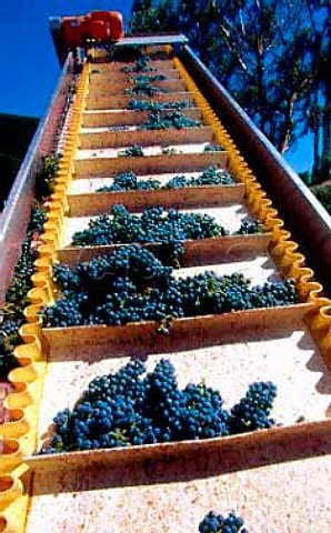 Harvested grapes arrive at Verdun   Estate Stellenbosch South Africa
