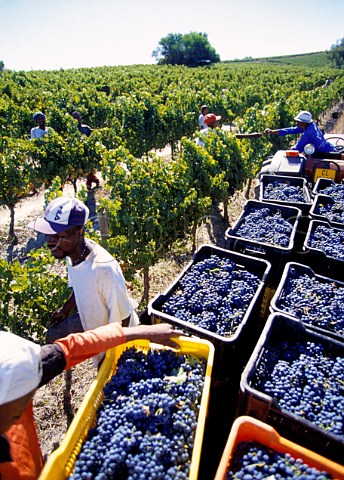 Harvested grapes in vineyard of   Verdun Estate Stellenbosch   South Africa