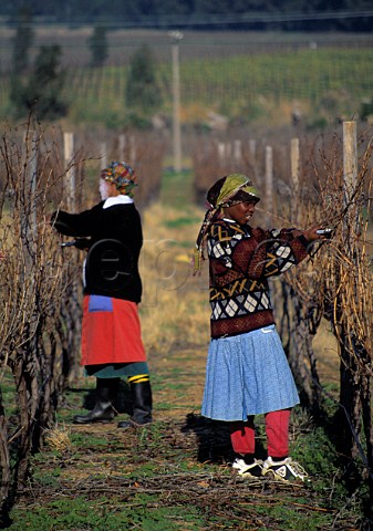 Pruning vineyard in winter  Fairview Estate Paarl   South Africa