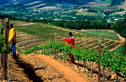 Shoot positioning in spring in vineyard   of Dieu Donn Franschhoek   South Africa    Paarl