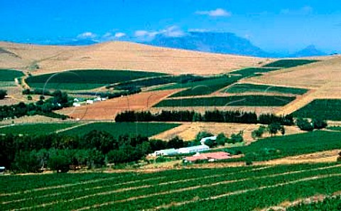 Vineyard landscape Durbanville   South Africa
