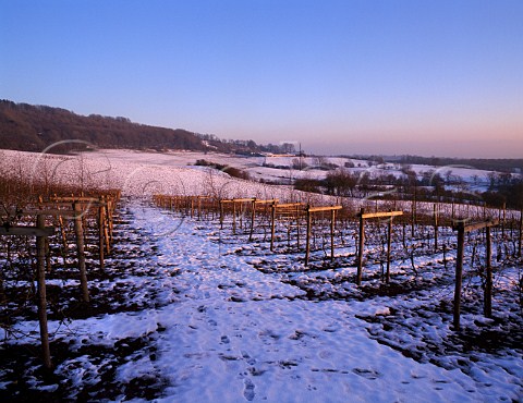 Godstone Vineyards in winter Godstone Surrey   England