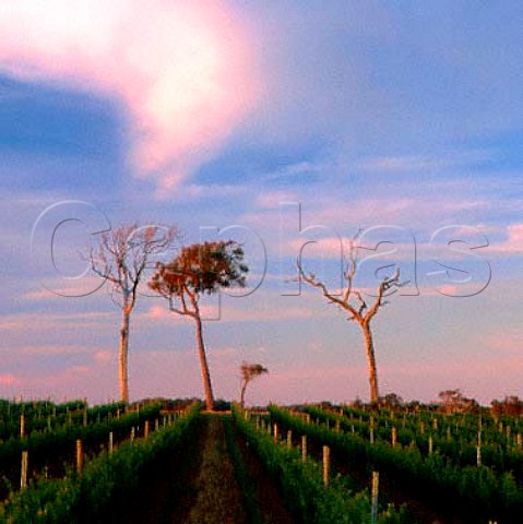 Vineyard and dead gum trees Cullen Wines   Cowaramup Western Australia  Margaret River