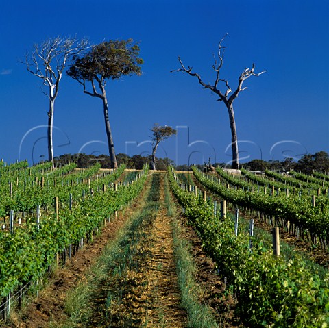 Vineyard and dead gum trees Cullen Wines   Cowaramup Western Australia  Margaret River