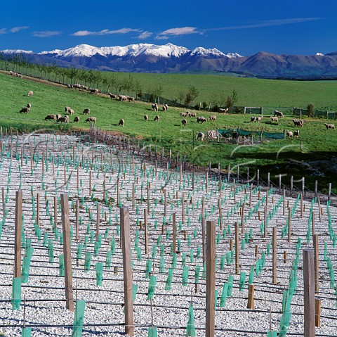 Young vines in the limestone soil of Bell Hill Vineyard Waikari New Zealand Canterbury