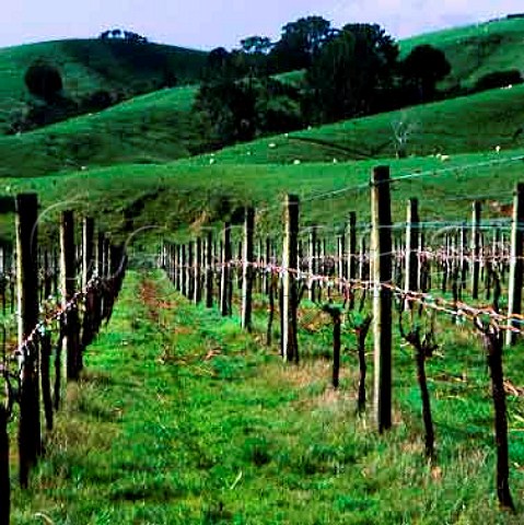 Arahura Vineyard Clevedon New Zealand     Greater Auckland