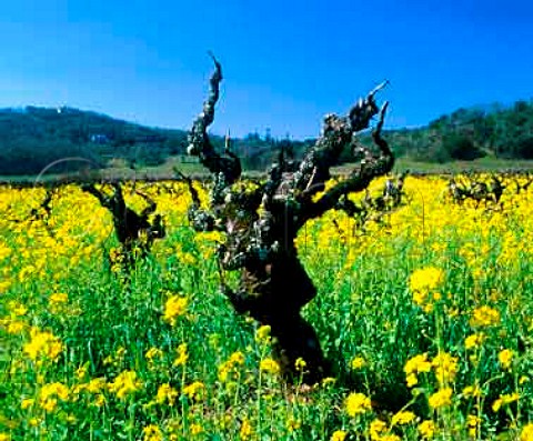 Springtime mustard amidst 100year old Zinfandel   vines of Pagani Ranch Kenwood Sonoma Co   California    Sonoma Valley