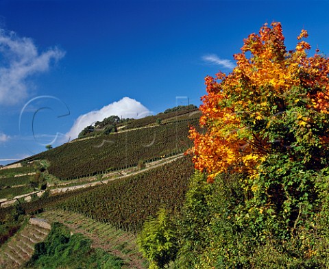 The Hllenberg vineyard Assmannshausen Germany  Rheingau