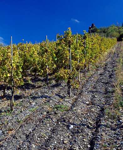 Riesling vines in the blue slate soil of the   Schlossberg vineyard above Trarbach   TrabenTrarbach Germany     Mosel