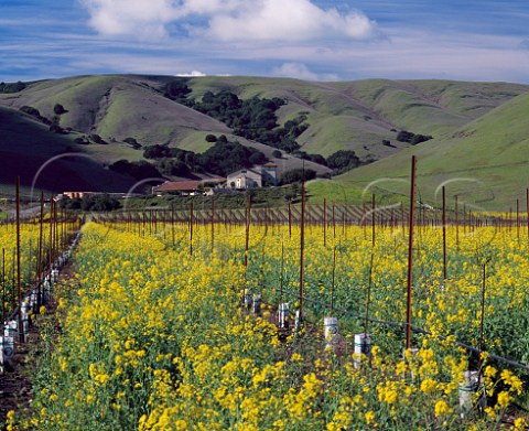 Springtime mustard flowering in vineyard of Gloria Ferrer Sonoma California   Carneros AVA