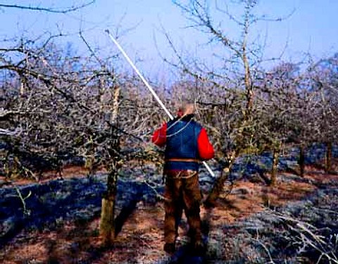 Pruning cider apple tree Martock Somerset England