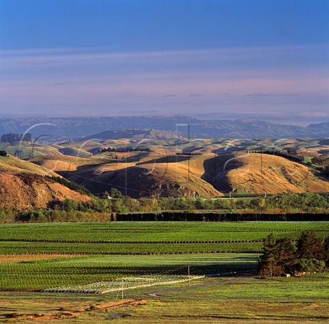 Craggy Range vineyard in the Gimblett Gravels region Hastings New Zealand     Hawkes Bay