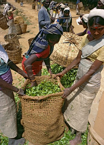 Weighing and bagging tea leaves after harvesting Labookellie Estate Nuwara Eliya Sri Lanka