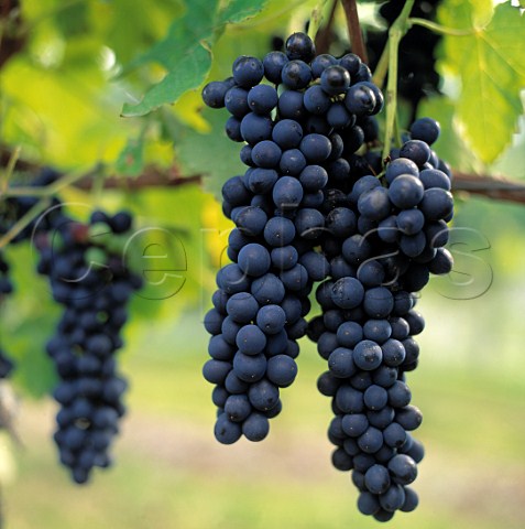 Syrah grapes Shiraz of Stonecroft Hastings   New Zealand   Hawkes Bay