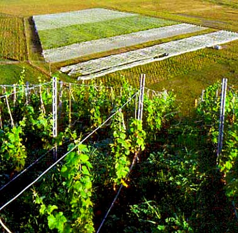 Roys Hill vineyard of Stonecroft Hastings   New Zealand    Hawkes Bay