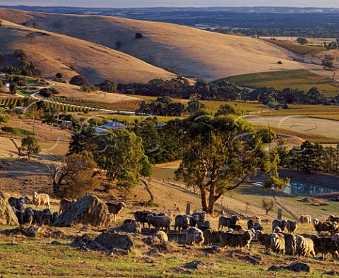 Sheep on Menglers Hill above the Barossa Valley   with autumnal vineyards beyond   Tanunda South Australia