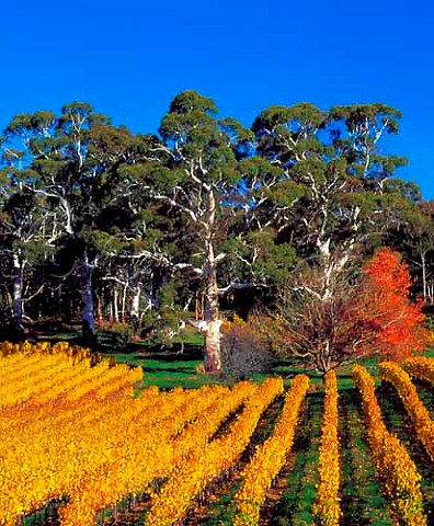 Autumnal Tiers Vineyard of Tapanappa  Piccadilly South Australia  Adelaide Hills