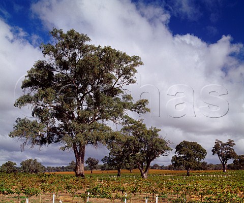 Gum trees in vineyard of Mildara Blass Craneford South Australia Eden Valley
