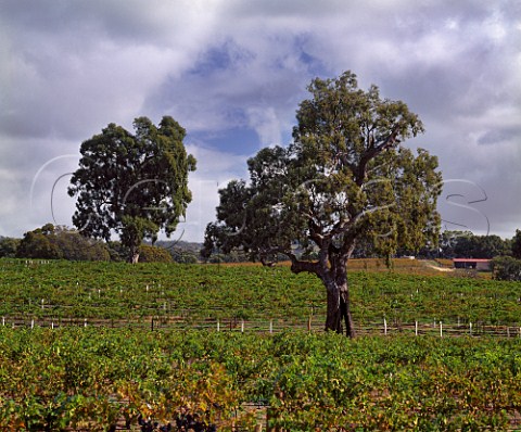Gum trees in vineyard of Mildara Blass Craneford    South Australia    Eden Valley