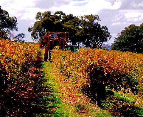 Machine harvesting of Shiraz grapes in vineyard of   Mildara Blass Craneford South Australia    Eden Valley
