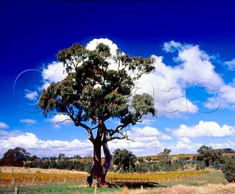 Gum tree in vineyard of Mildara Blass Craneford   South Australia  Eden Valley