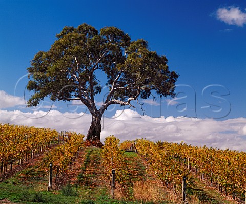 Gum tree in autumnal vineyard of Mildara Blass Craneford South Australia  Eden Valley