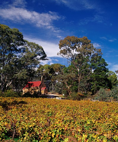 Autumnal Riesling vineyard of Jeff Grosset  by the Church of StMark on the Riesling Trail at Penwortham South Australia Clare Valley