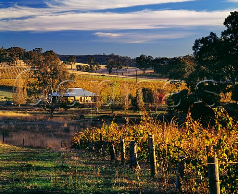 Late evening sunlight on autumnal Riesling vineyards of Grosset Wines in the Polish Hill River region Clare Valley South Australia Clare Valley