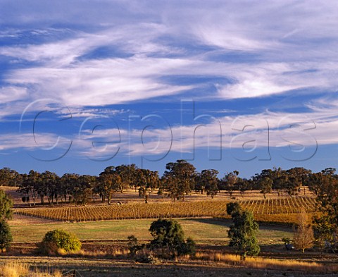Late evening sunlight on autumnal Riesling vineyards  of Jeff Grosset in the Polish Hill River region of  the Clare Valley South Australia     Clare Valley