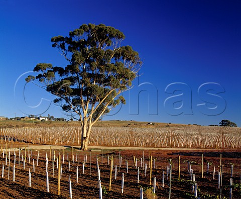 Gum tree in the newly planted Bastians Block   vineyard of Leasingham Auburn South Australia   Clare Valley