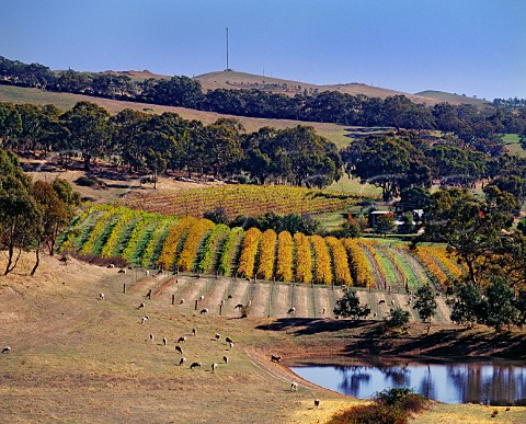Autumnal vineyards in the Polish Hill River region with Mount Horrocks in distance Near Sevenhill South Australia Clare Valley