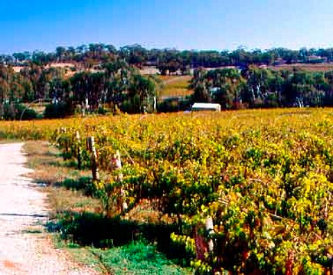 Riesling vineyard of Mount Horrocks   Watervale South Australia    Clare Valley