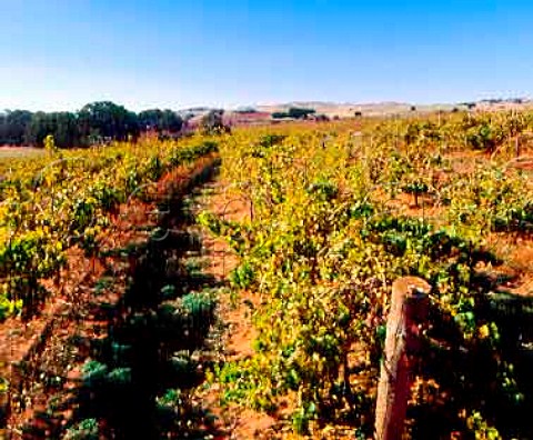 Riesling vineyard of Mount Horrocks   Watervale South Australia    Clare Valley