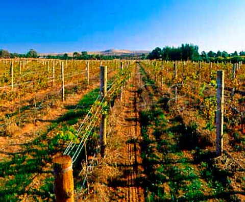 Riesling vineyard of Mount Horrocks   Auburn South Australia     Clare Valley