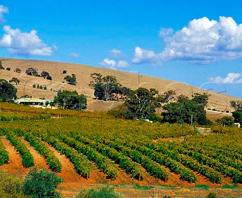 Vineyards near Tanunda South Australia     Barossa Valley